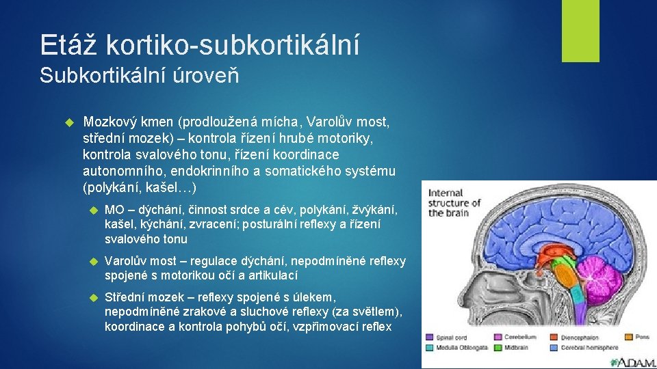 Etáž kortiko-subkortikální Subkortikální úroveň Mozkový kmen (prodloužená mícha, Varolův most, střední mozek) – kontrola