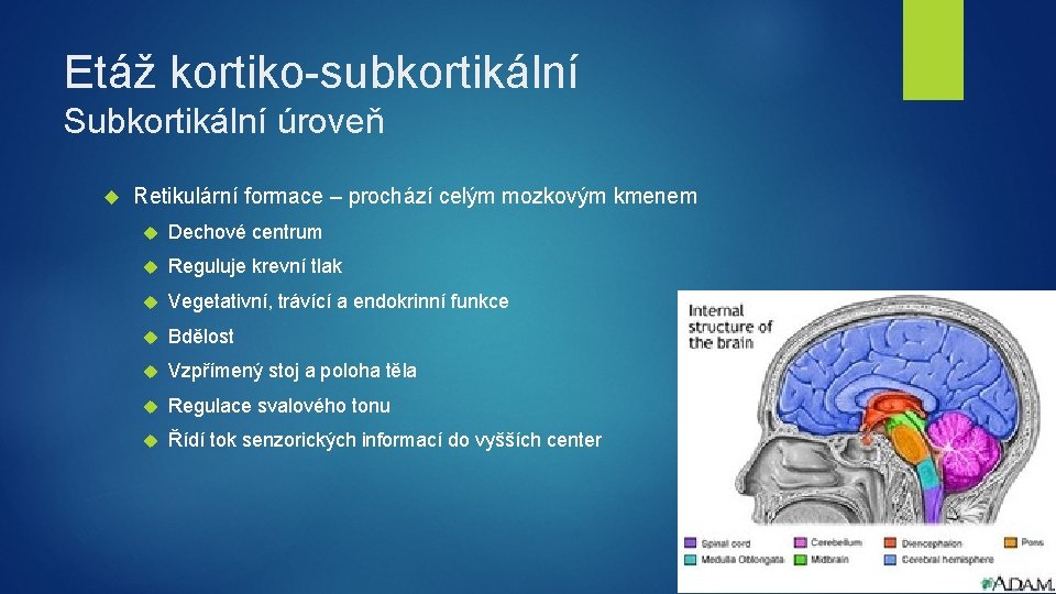 Etáž kortiko-subkortikální Subkortikální úroveň Retikulární formace – prochází celým mozkovým kmenem Dechové centrum Reguluje