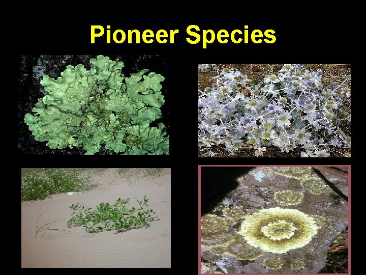 Pioneer Species 