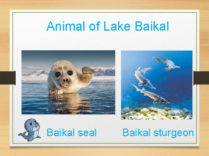 Animal of Lake Baikal seal Baikal sturgeon 