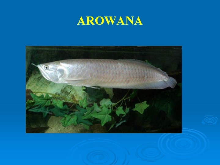 AROWANA 