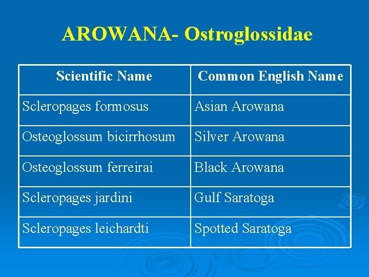 AROWANA- Ostroglossidae Scientific Name Common English Name Scleropages formosus Asian Arowana Osteoglossum bicirrhosum Silver