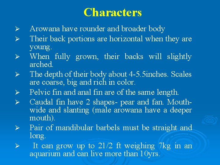 Characters Ø Ø Ø Ø Arowana have rounder and broader body Their back portions