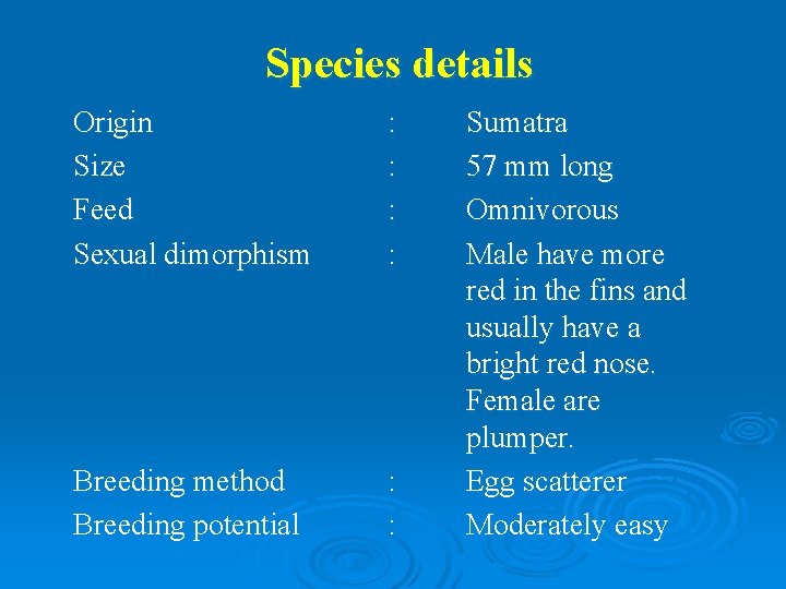 Species details Origin Size Feed Sexual dimorphism : : Breeding method Breeding potential :