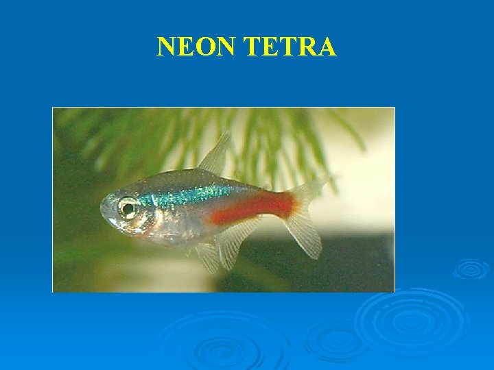 NEON TETRA 