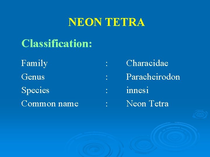 NEON TETRA Classification: Family Genus Species Common name : : Characidae Paracheirodon innesi Neon