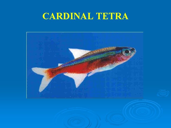 CARDINAL TETRA 