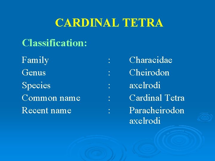 CARDINAL TETRA Classification: Family Genus Species Common name Recent name : : : Characidae