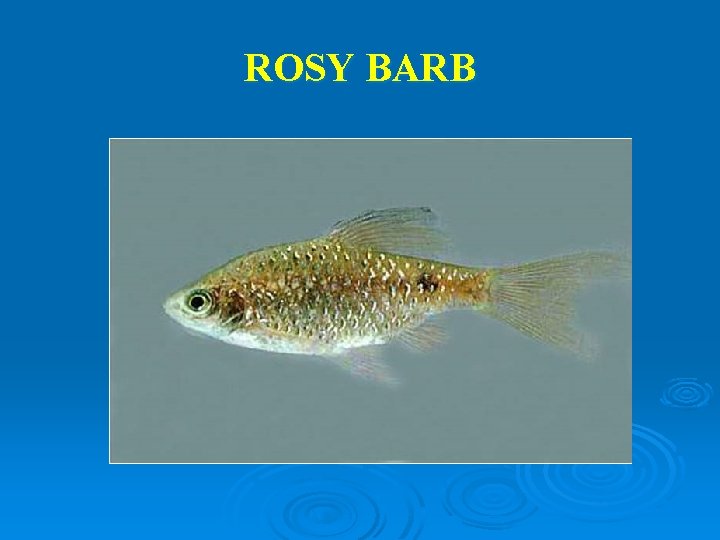 ROSY BARB 