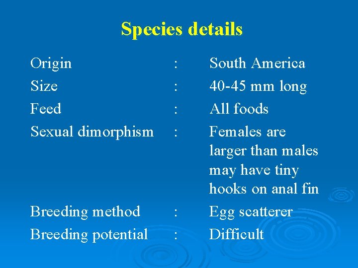 Species details Origin Size Feed Sexual dimorphism : : Breeding method Breeding potential :