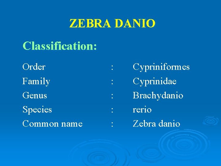 ZEBRA DANIO Classification: Order Family Genus Species Common name : : : Cypriniformes Cyprinidae
