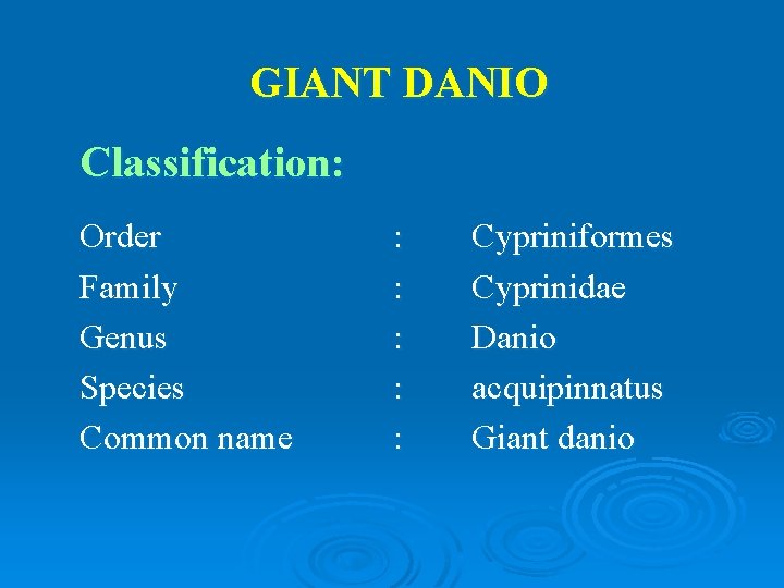 GIANT DANIO Classification: Order Family Genus Species Common name : : : Cypriniformes Cyprinidae