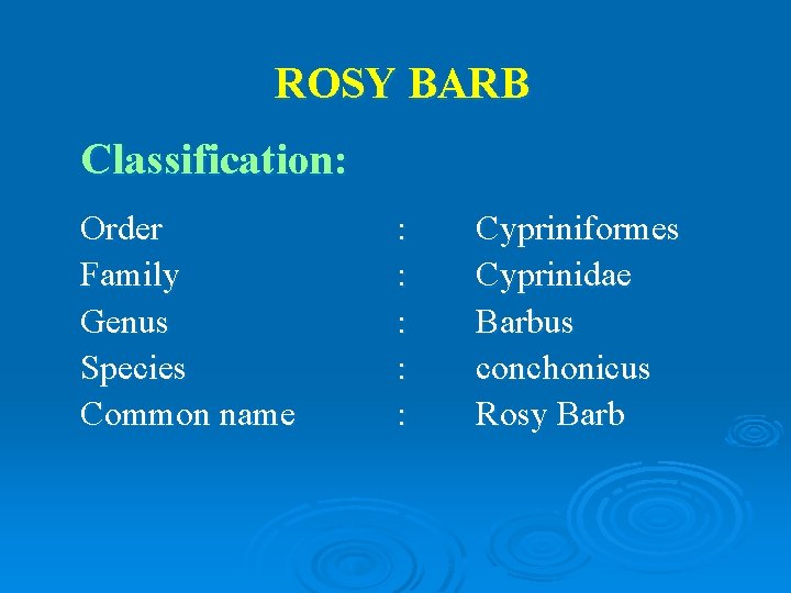 ROSY BARB Classification: Order Family Genus Species Common name : : : Cypriniformes Cyprinidae