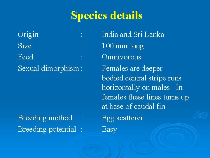 Species details Origin : Size : Feed : Sexual dimorphism : Breeding method :