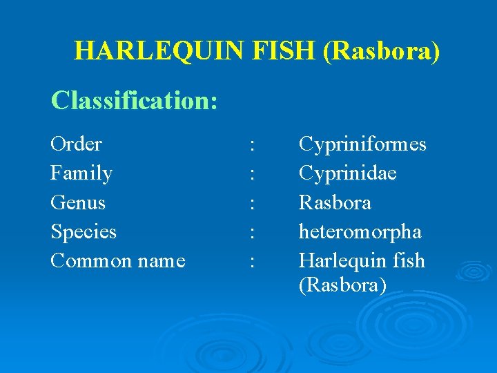 HARLEQUIN FISH (Rasbora) Classification: Order Family Genus Species Common name : : : Cypriniformes