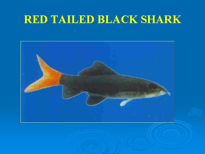 RED TAILED BLACK SHARK 