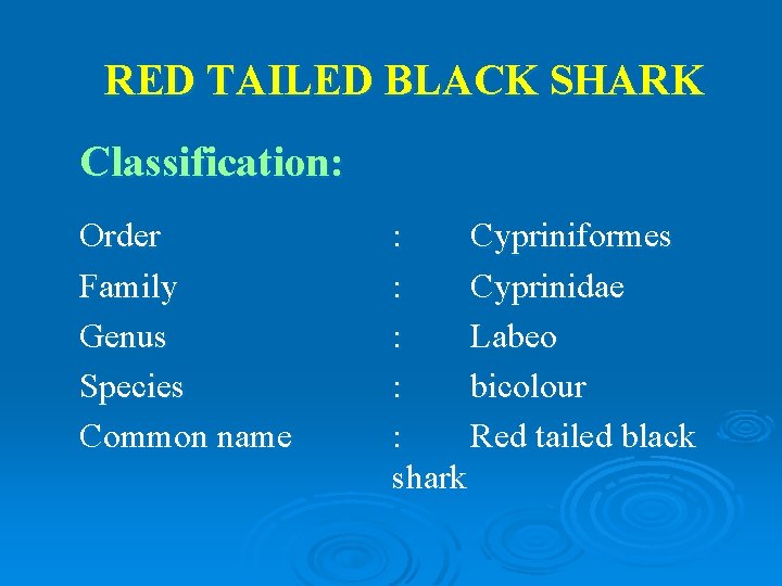 RED TAILED BLACK SHARK Classification: Order Family Genus Species Common name : Cypriniformes :