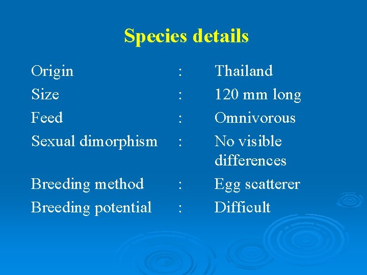 Species details Origin Size Feed Sexual dimorphism : : Breeding method Breeding potential :