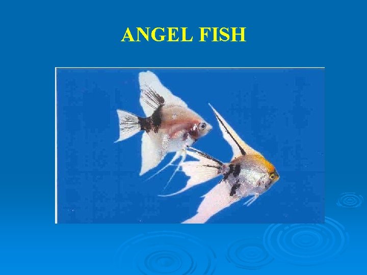 ANGEL FISH 