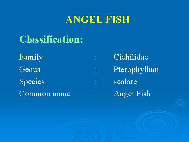 ANGEL FISH Classification: Family Genus Species Common name : : Cichilidae Pterophyllum scalare Angel