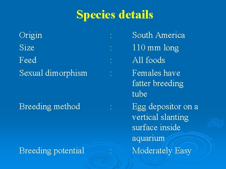 Species details Origin Size Feed Sexual dimorphism : : Breeding method : Breeding potential