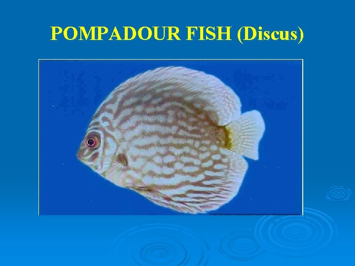 POMPADOUR FISH (Discus) 