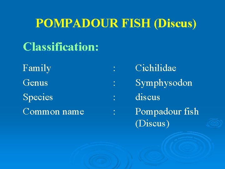 POMPADOUR FISH (Discus) Classification: Family Genus Species Common name : : Cichilidae Symphysodon discus