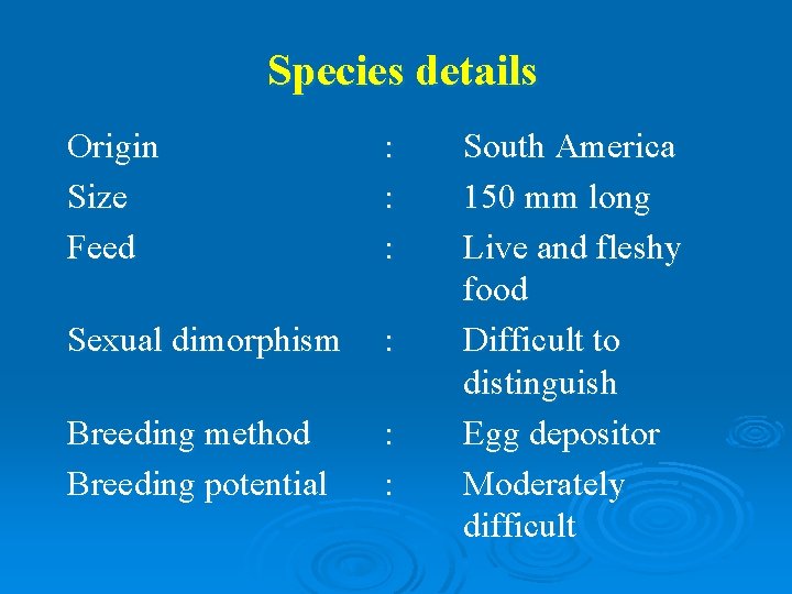 Species details Origin Size Feed : : : Sexual dimorphism : Breeding method Breeding