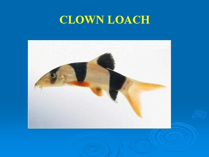 CLOWN LOACH 