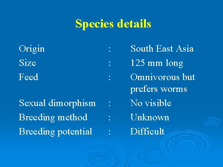 Species details Origin Size Feed : : : Sexual dimorphism Breeding method Breeding potential