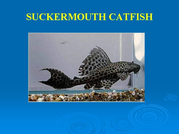 SUCKERMOUTH CATFISH 