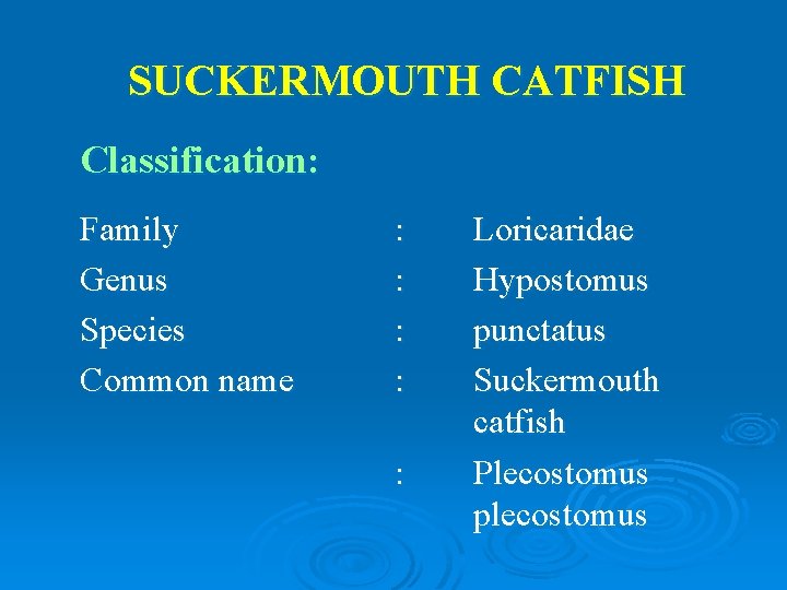 SUCKERMOUTH CATFISH Classification: Family Genus Species Common name : : : Loricaridae Hypostomus punctatus