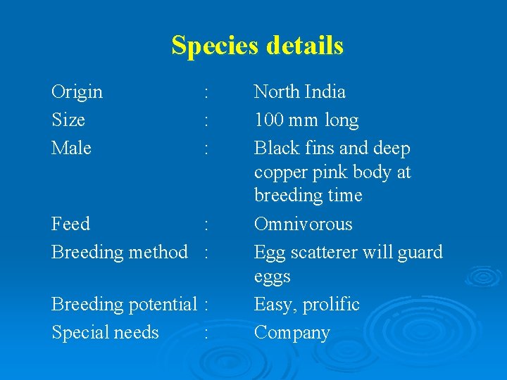 Species details Origin Size Male : : : Feed : Breeding method : Breeding