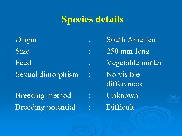 Species details Origin Size Feed Sexual dimorphism : : Breeding method Breeding potential :