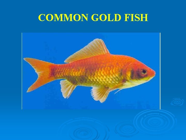 COMMON GOLD FISH 