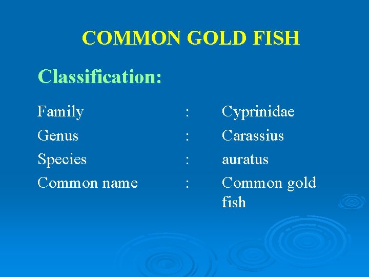 COMMON GOLD FISH Classification: Family Genus Species Common name : : Cyprinidae Carassius auratus