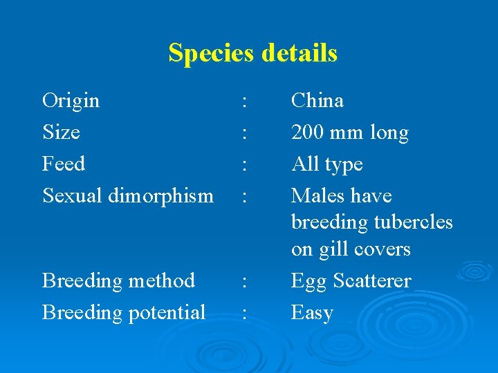 Species details Origin Size Feed Sexual dimorphism : : Breeding method Breeding potential :