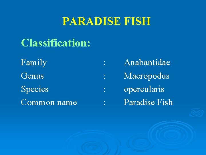 PARADISE FISH Classification: Family Genus Species Common name : : Anabantidae Macropodus opercularis Paradise