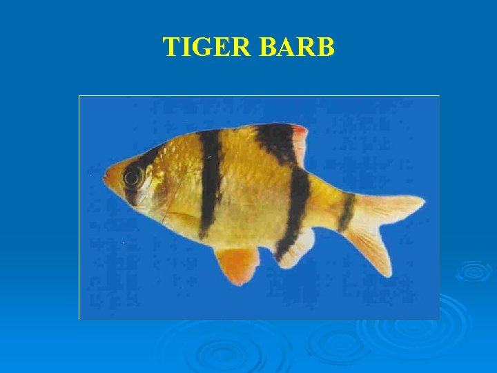 TIGER BARB 