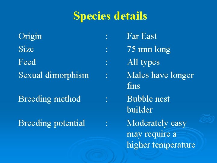 Species details Origin Size Feed Sexual dimorphism : : Breeding method : Breeding potential