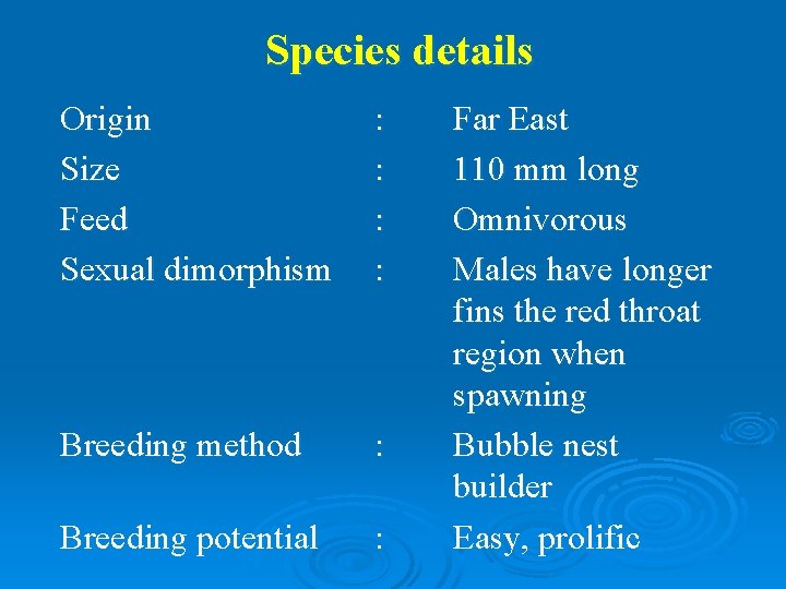 Species details Origin Size Feed Sexual dimorphism : : Breeding method : Breeding potential