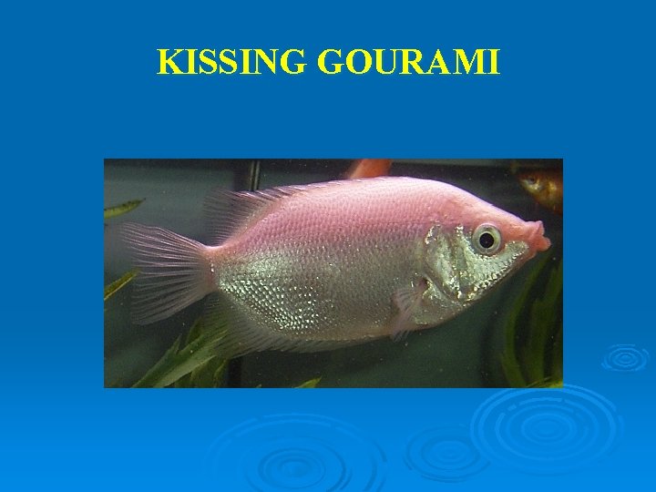 KISSING GOURAMI 