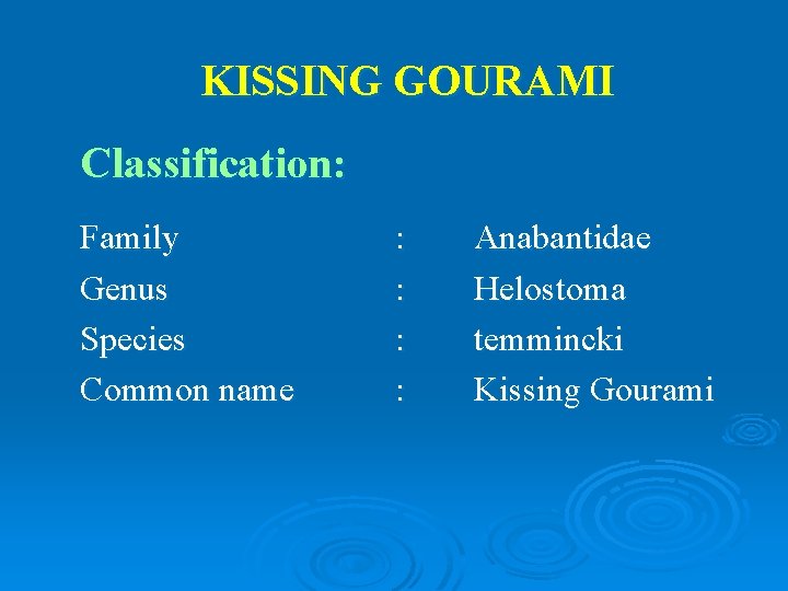 KISSING GOURAMI Classification: Family Genus Species Common name : : Anabantidae Helostoma temmincki Kissing