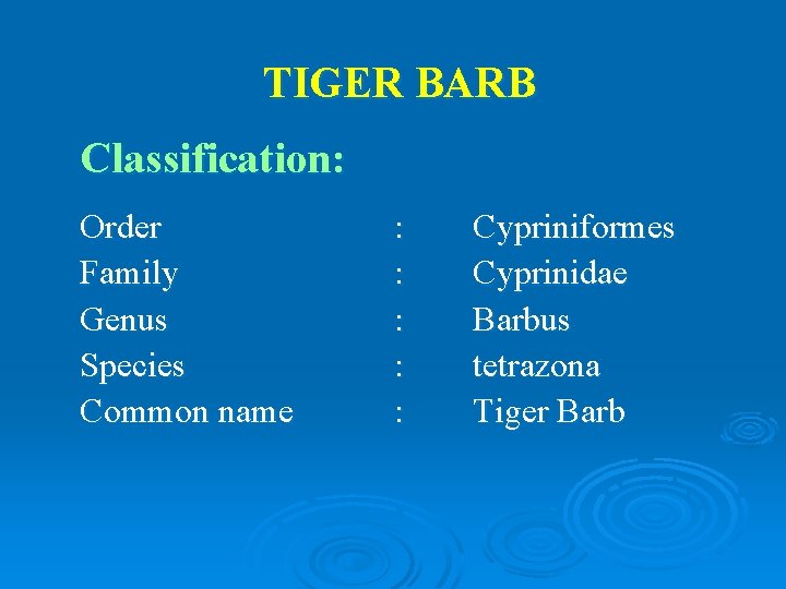 TIGER BARB Classification: Order Family Genus Species Common name : : : Cypriniformes Cyprinidae