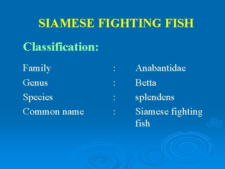 SIAMESE FIGHTING FISH Classification: Family Genus Species Common name : : Anabantidae Betta splendens