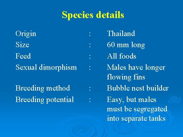 Species details Origin Size Feed Sexual dimorphism : : Breeding method Breeding potential :