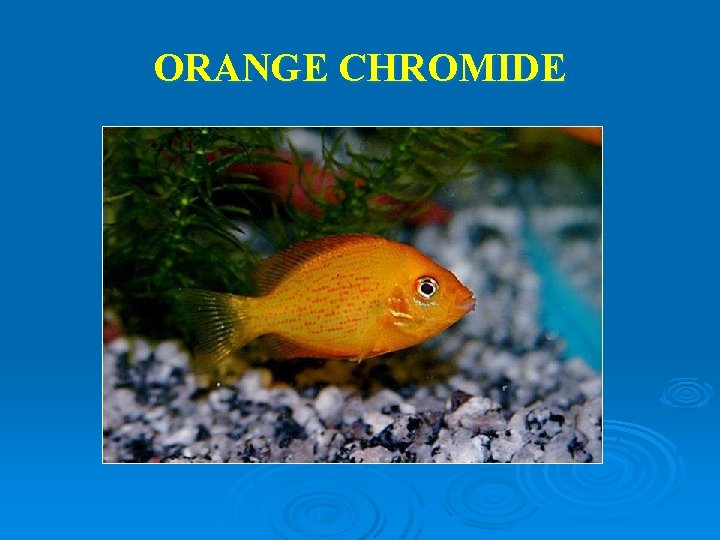 ORANGE CHROMIDE 