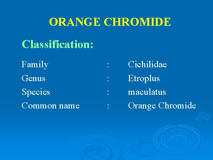ORANGE CHROMIDE Classification: Family Genus Species Common name : : Cichilidae Etroplus maculatus Orange