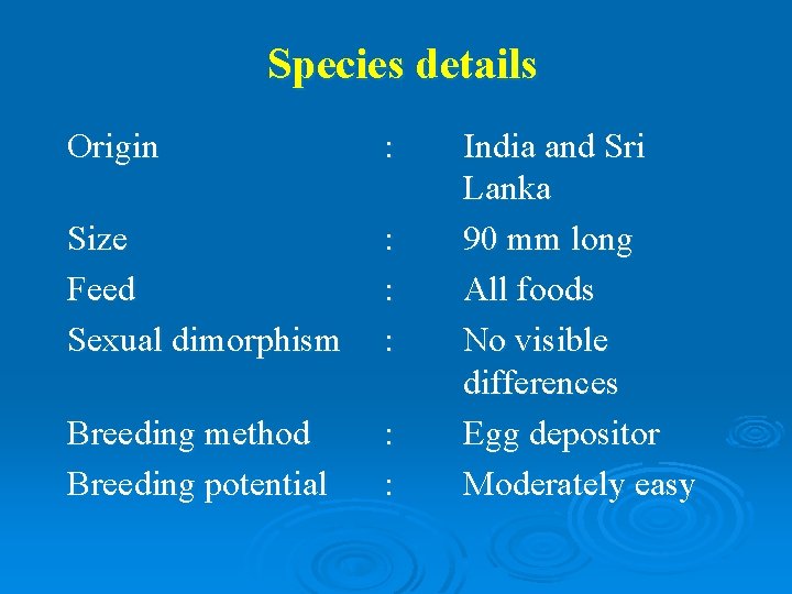 Species details Origin : Size Feed Sexual dimorphism : : : Breeding method Breeding