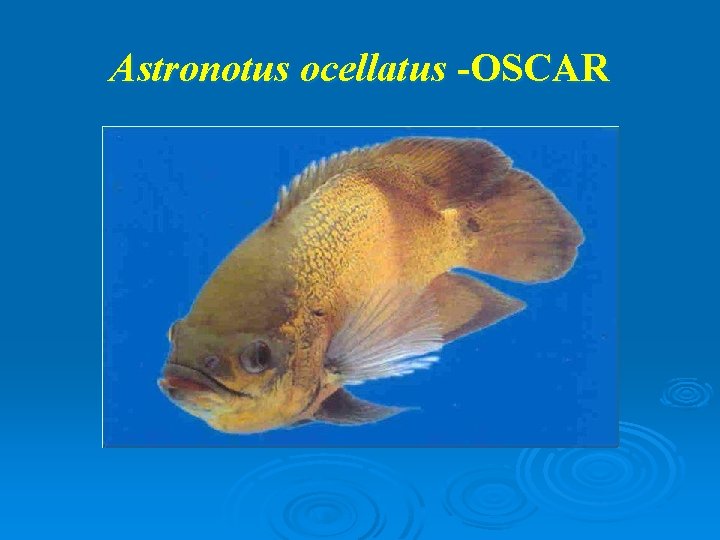 Astronotus ocellatus -OSCAR 